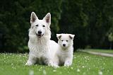 BERGER BLANC SUISSE - ADULTS ET PUPPIES 071